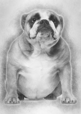 English Bulldog 3 years ol