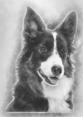 Border Collie 1 year old p