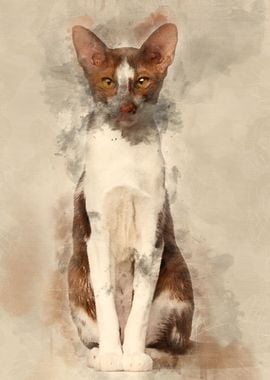 Oriental Shorthair sitting