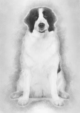 Black and white Landseer d