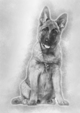 Belgian Shepherd dog 4 mon