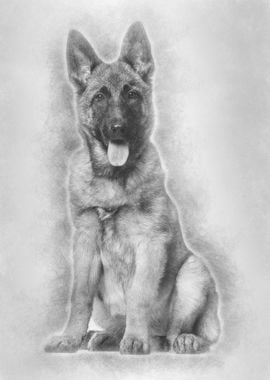 Belgian Shepherd dog 4 mon