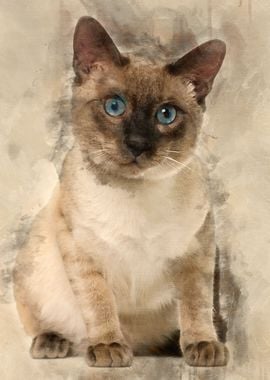 Siamese cat 8 months old s