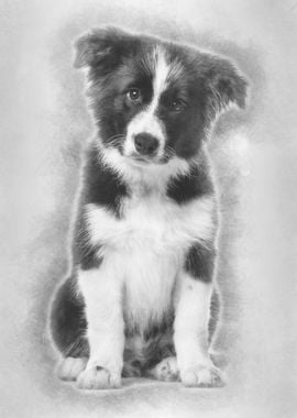 Border Collie puppy 17 wee