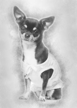 Chihuahua dressed sitting