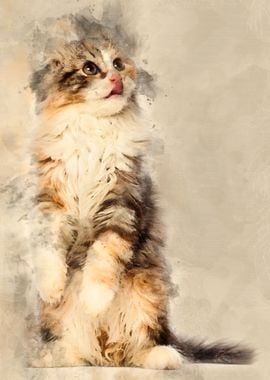 American Curl kitten 3 mon