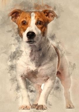 Jack Russell Terrier 16 mo