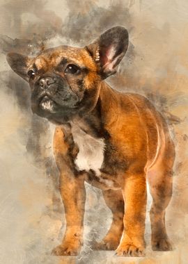 French Bulldog standing ag