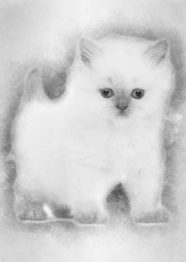 British Longhair Kitten 5