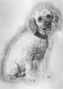 Apricot poodle 7 years old