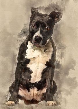 American Staffordshire Ter