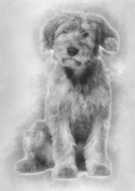 Briard dog 3 Years Old sit