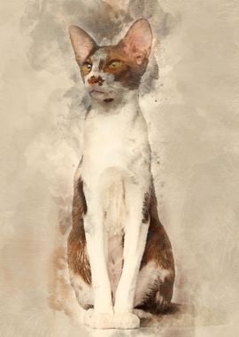 Oriental Shorthair sitting