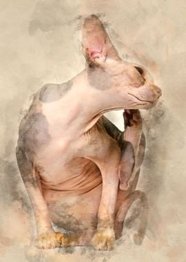 Sphynx cat 1 year old itch