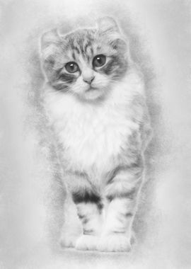 American Curl kitten 3 mon