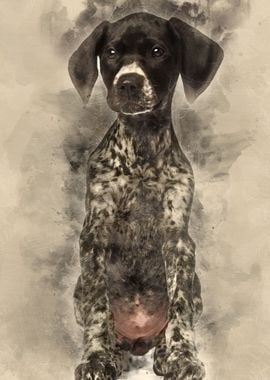 German Shorthaired Pointer