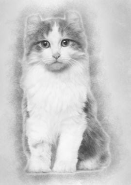 American Curl kitten 3 mon