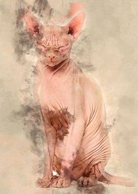 Sphynx Hairless Cat 4 year