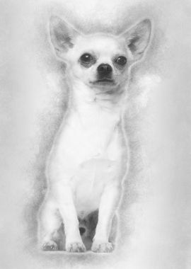 Chihuahua sitting against