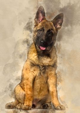 Belgian Shepherd dog 4 mon