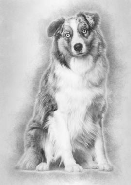 Australian Shepherd dog si