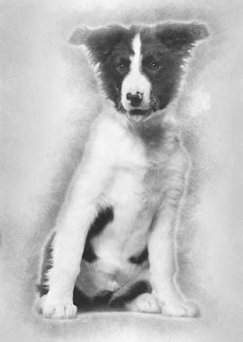 Border Collie dog 4 months