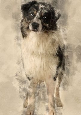 Australian Shepherd dog 14