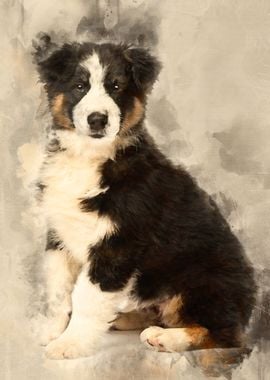 Australian Shepherd puppy