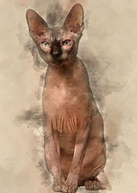 Sphynx cat 1 year old sitt