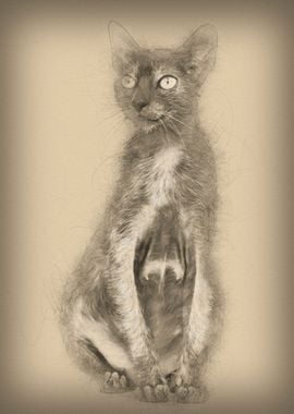 Lykoi cat also called the 