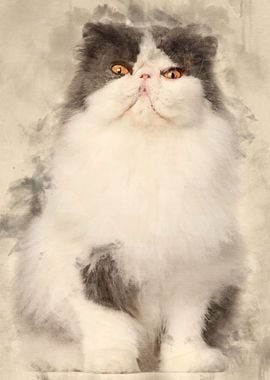 Persian cat 9 years old si