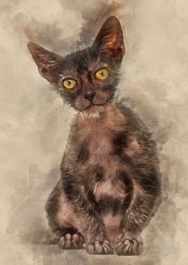 Kitten Lykoi cat 3 months