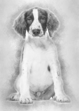 English Springer Spaniel s