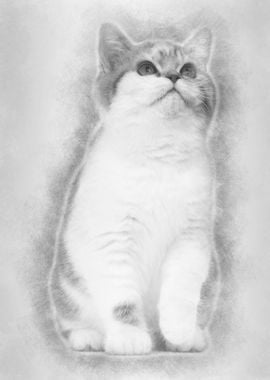 British Shorthair kitten 3