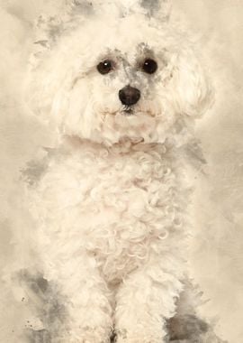 Bichon frise 5 years old s