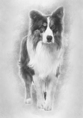 Border Collie 85 years ol