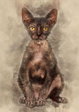 Kitten Lykoi cat 3 months 