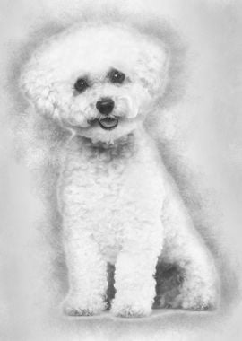 Bichon Frise dog sitting a