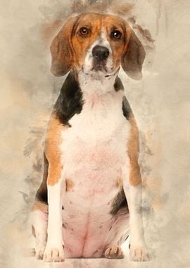 Beagle 2 years old sitting