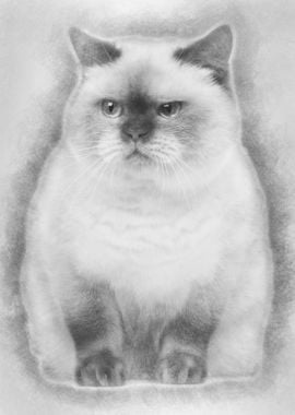 Fat British Shorthair 25