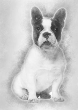 French Bulldog 13 months o