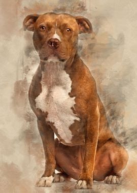 American Staffordshire Ter