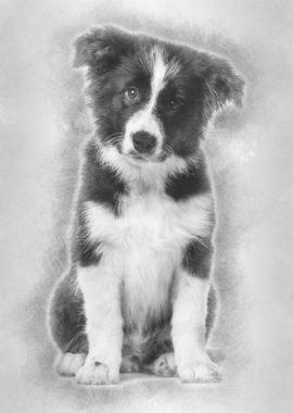 Border Collie puppy 17 wee