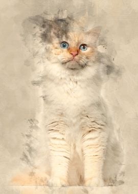 Portrait of Birman cat sit