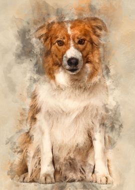 Border Collie dog sitting