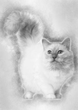 Birman cat 11 months old s