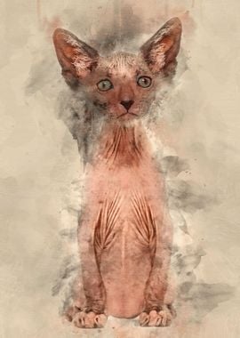 Kitten Lykoi cat 7 weeks o