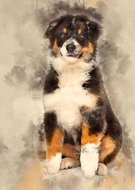 Australian Shepherd 3 mont