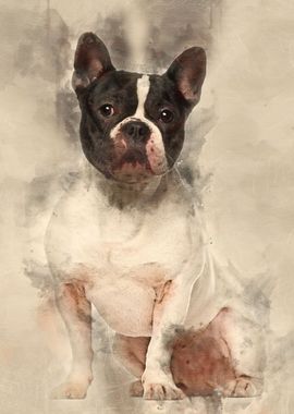 French Bulldog 18 months o