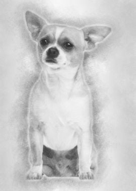 Chihuahua 2 years old sitt